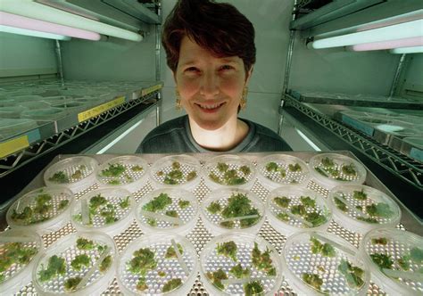 Genetically Engineered Flavr Savr Tomato Seedlings Photograph by Peter ...