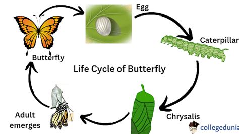 Butterfly Life Cycle: Butterfly Metamorphosis