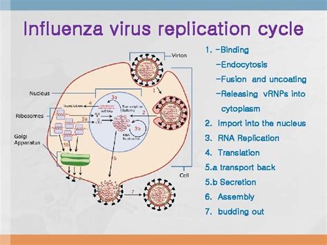 Orthomyxoviridae The viruses and their replication stages of