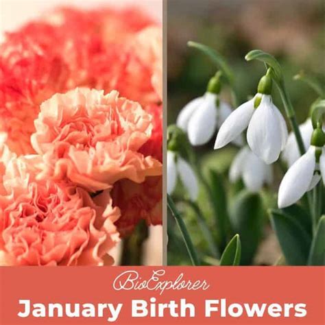 January Birth Flowers | Carnation & Snowdrop | BioExplorer.net