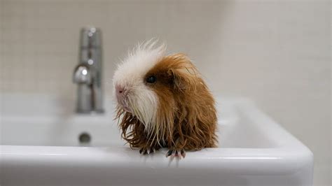 How to Bathe a Guinea Pig | HowStuffWorks