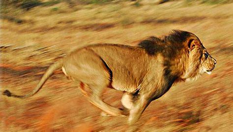 11 Lion running ideas | lion, big cats, animals wild