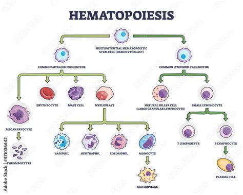 Hematopoiesis as blood cellular components formation outline diagram ...