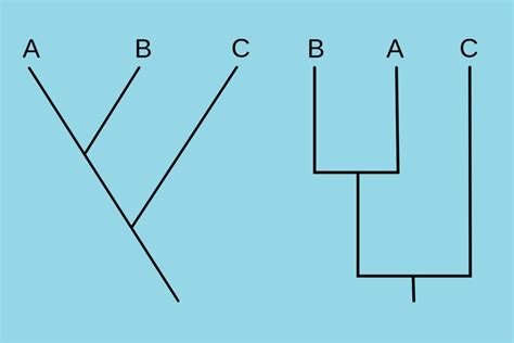 What Is a Cladogram? Definition and Examples