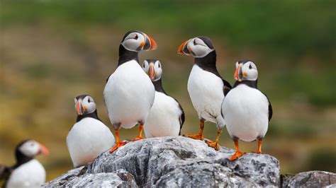 Where to See Puffins in Norway - Life in Norway