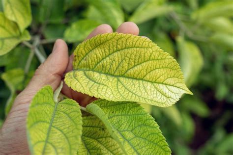 Chlorosis: Know It's Symptoms and Treatments - Brick 99