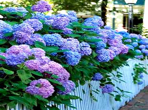 🔥 [40+] Wallpapers with Hydrangeas | WallpaperSafari