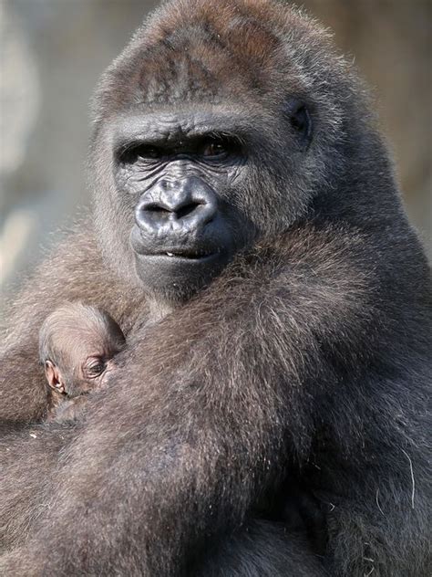 Zoo's newborn gorilla gets a name | Baby gorillas, Gorilla, Cincinnati zoo