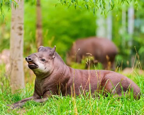 Brazilian Tapir - Facts, Diet, Habitat & Pictures on Animalia.bio