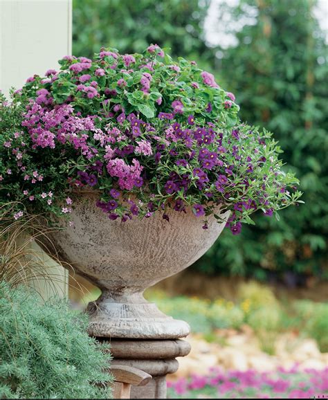 10 Best Blue Plants For Containers In The Shade