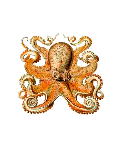 Vintage Clipart Octopus Free Stock Photo - Public Domain Pictures