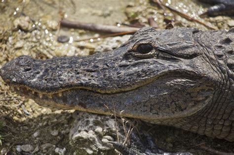 Side View of American Alligator Head | ClipPix ETC: Educational Photos for Students and Teachers