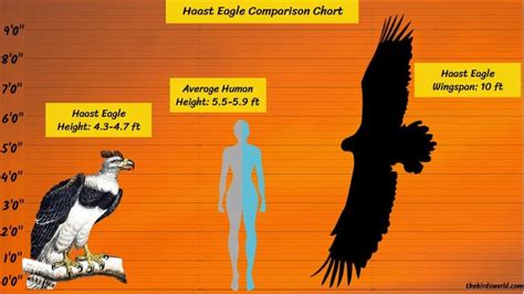 Haast Eagle Size: How Big Are They Compared To Others?