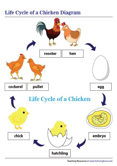 Life Cycle of a Chicken Diagram