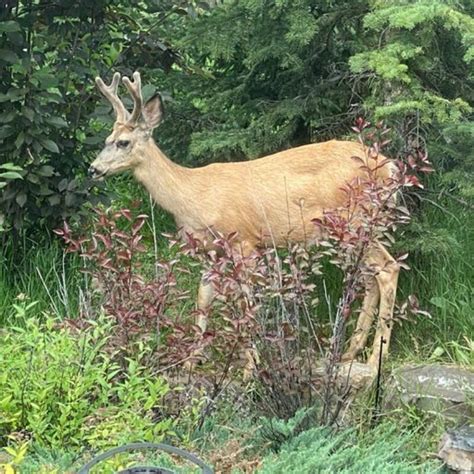 Living With Wildlife in Canmore, Alberta