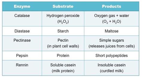 Enzymes And Substrates Examples