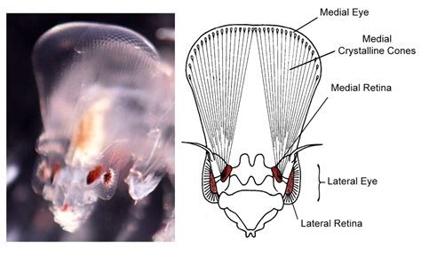 Phronima sedentaria - vic high