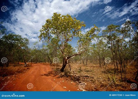 Australian Bush scene stock photo. Image of typical, national - 48917230