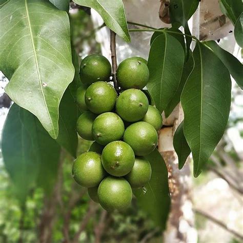 Spanish Lime - Quenepa Tree » Tropical Plantae