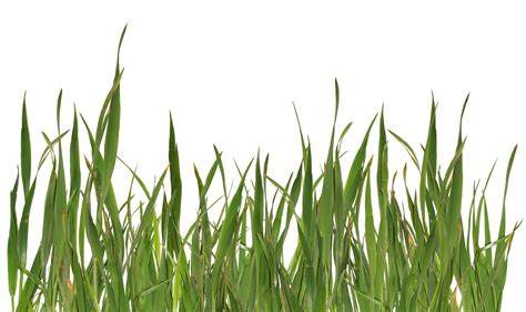 grass png image, green picture