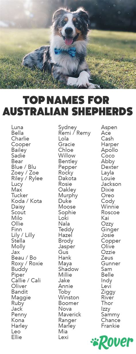 The 112 Most Popular Australian Shepherd Names of 2020 | Australian ...