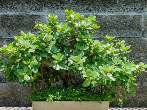 Green Island Ficus: How to Grow and Care for Ficus microcarpa - Hort Zone