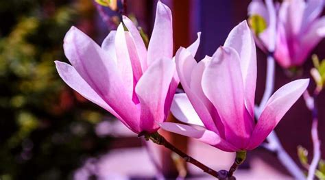 9 Different Types of Purple Flowering Magnolia Tree Varieties