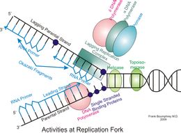 Eukaryotic DNA replication - Wikipedia