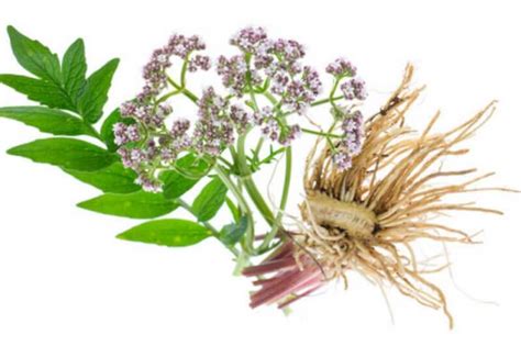 Valerian Root for Anxiety: Exploring the Benefits and Reviews - Inn Mattress