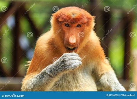 Female Proboscis Monkey Feeding Stock Photo - Image of mangrove, pair: 41156830