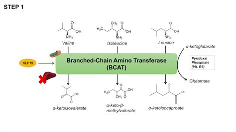 Branched Chain Amino Acids Biosynthetic Pathway at John Arocho blog