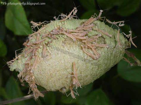 Praying Mantis Hatching | Nature, Cultural, and Travel Photography Blog