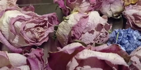 Guide To Freeze Drying Flowers | Freeze Dried Guide