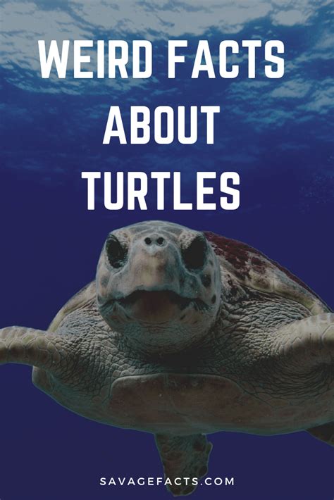 Ten Plus One Weird Facts About Turtles | Turtle facts, Fun facts about turtles, Sea turtle facts