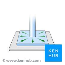 Plane joint: Anatomy and function | Kenhub