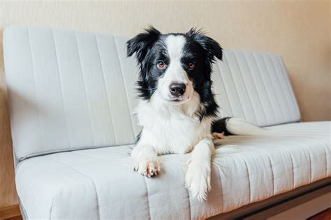 Border Collie's Reaction to His Favorite Bedtime Story Caught in Cute Clip - Newsweek