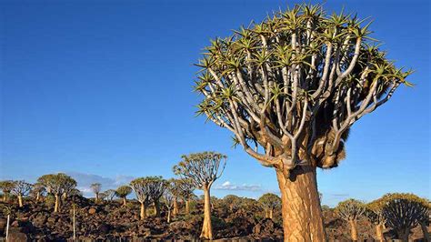 South African Trees: 8 Impressive Ones You Must See - Shamwari