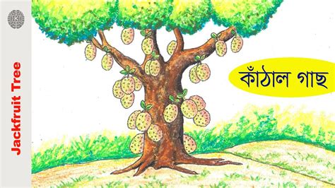 How to draw jackfruit tree | Very easy step by step fruit tree drawing ...