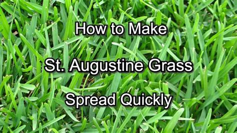 St. Augustine Grass Archives – Grass Lawns Care