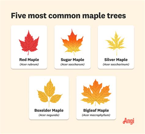 What Does A Maple Tree Look Like? The Types of Maple Trees