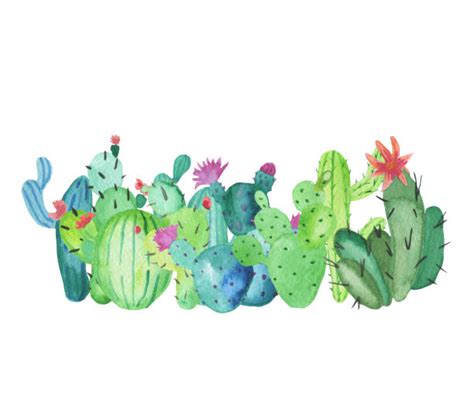 Cactus Borders Illustrations, Royalty-Free Vector Graphics & Clip Art - iStock