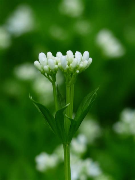 Free Images : nature, blossom, white, leaf, flower, green, herb, botany, flora, wildflower ...