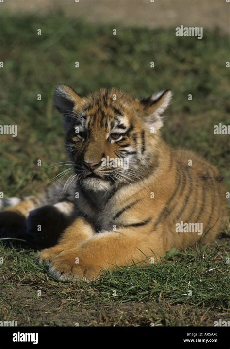 SIBERIAN TIGER CUB LYING DOWN HAMPSHIRE UK Stock Photo - Alamy