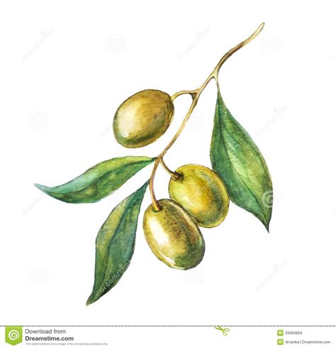 Hand Drawn Olive Branch Stock Photos – 152 Hand Drawn Olive Branch ...