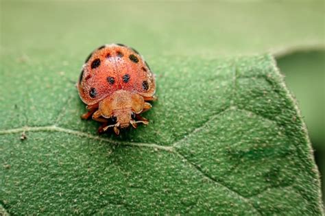 Premium Photo | Red ladybug on a leaf outdoors