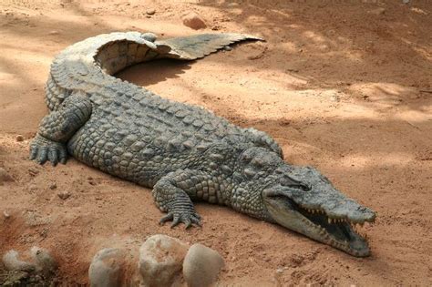 Huge Crocodile in Zoo - Crocodile Facts and Information