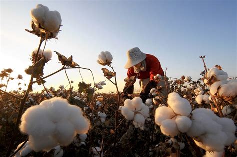 Cotton Farmers Not Changing Plans Despite Farm Bill Uncertainty - MoneyBeat - WSJ