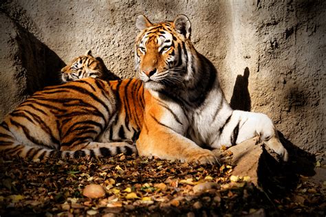 big, Cats, Tigers, Cubs, Glance, Animals, Wallpapers Wallpapers HD ...