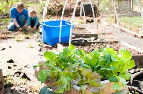 Gardening Tips And Tricks To Become A Successful Homesteader