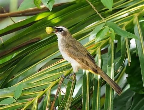 Yellow-Vented Bulbul: Unveiling the Intricacies of This Unique Bird ...